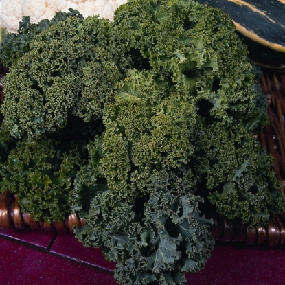 Picture of Kale Green Curled Dwarf